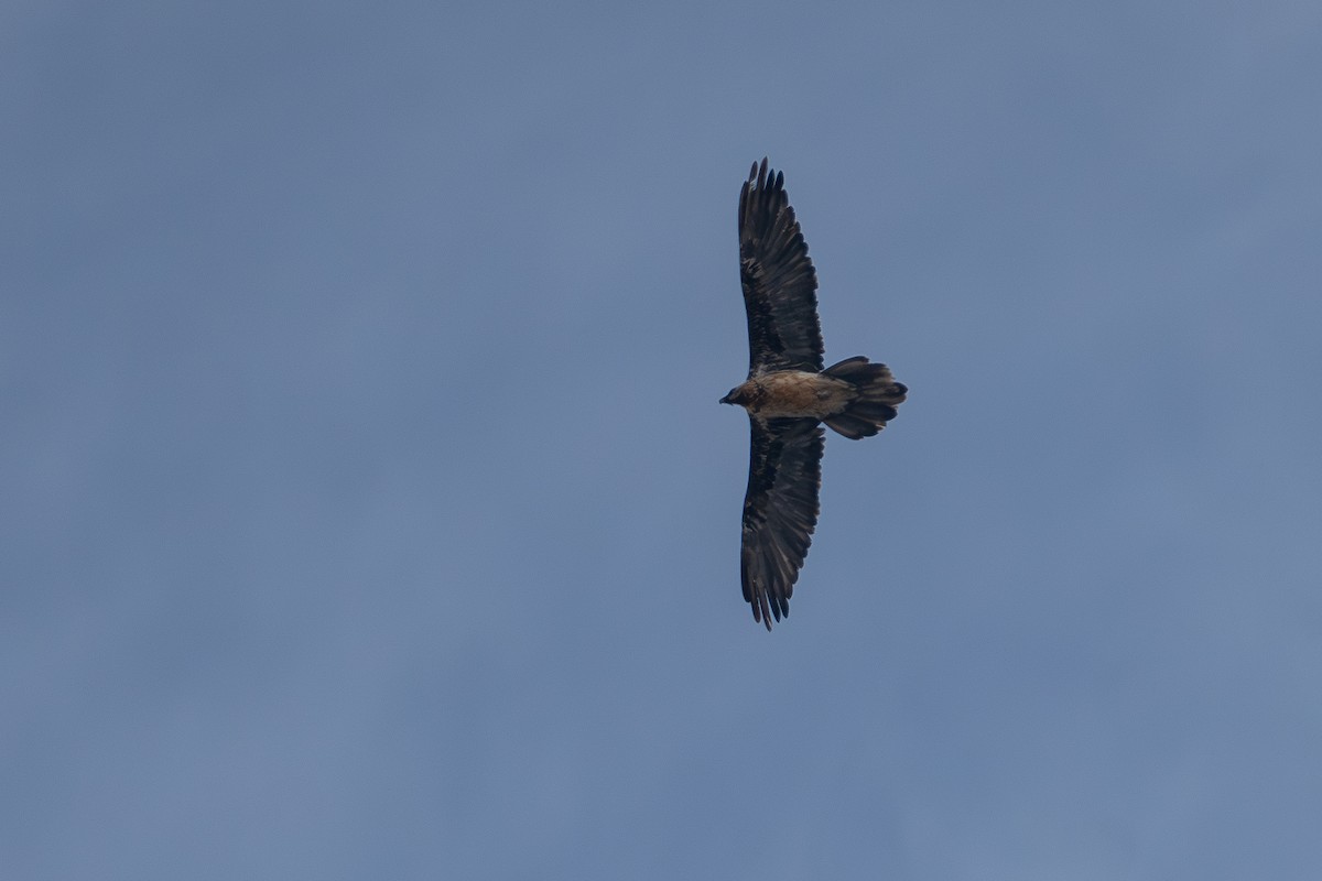 Sakallı Akbaba - ML644211695