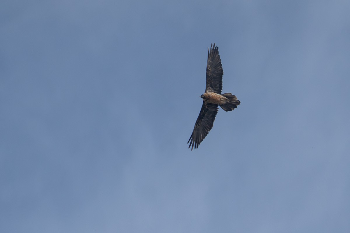 Sakallı Akbaba - ML644211696