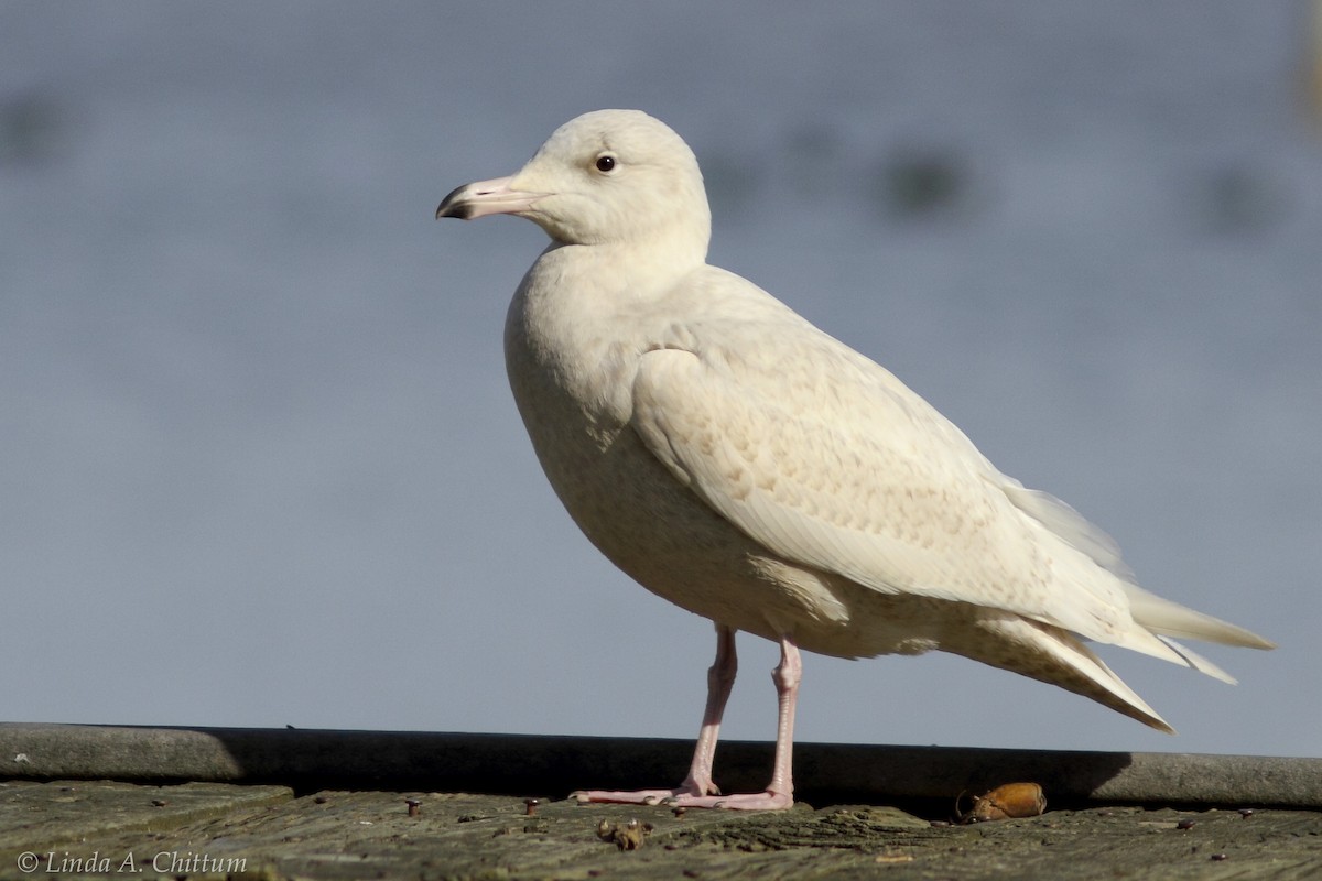 Ipar-kaioa - ML644211698