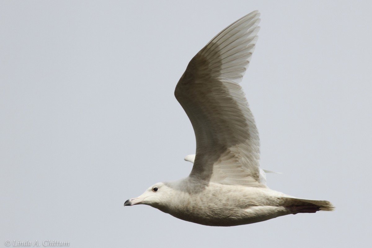 Ipar-kaioa - ML644211699