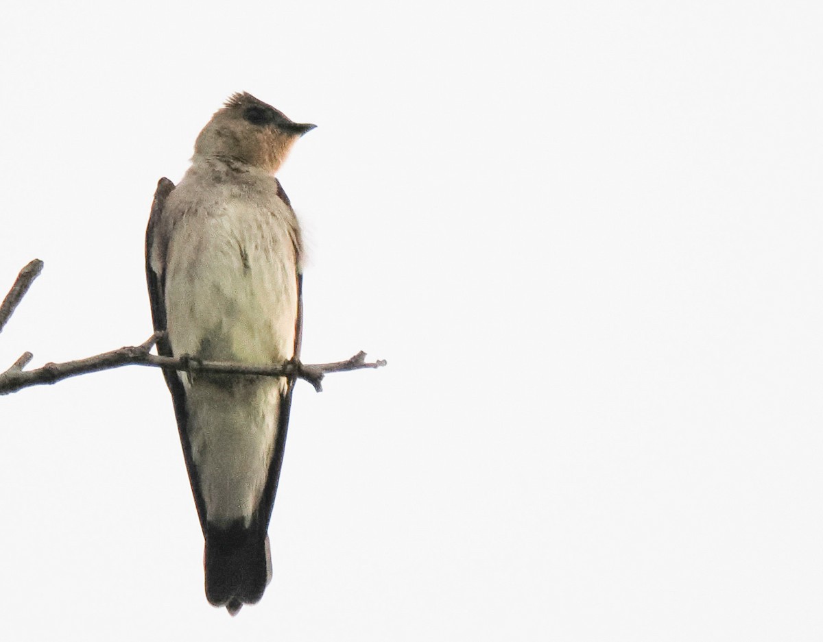 Golondrina Gorjirrufa - ML644211739