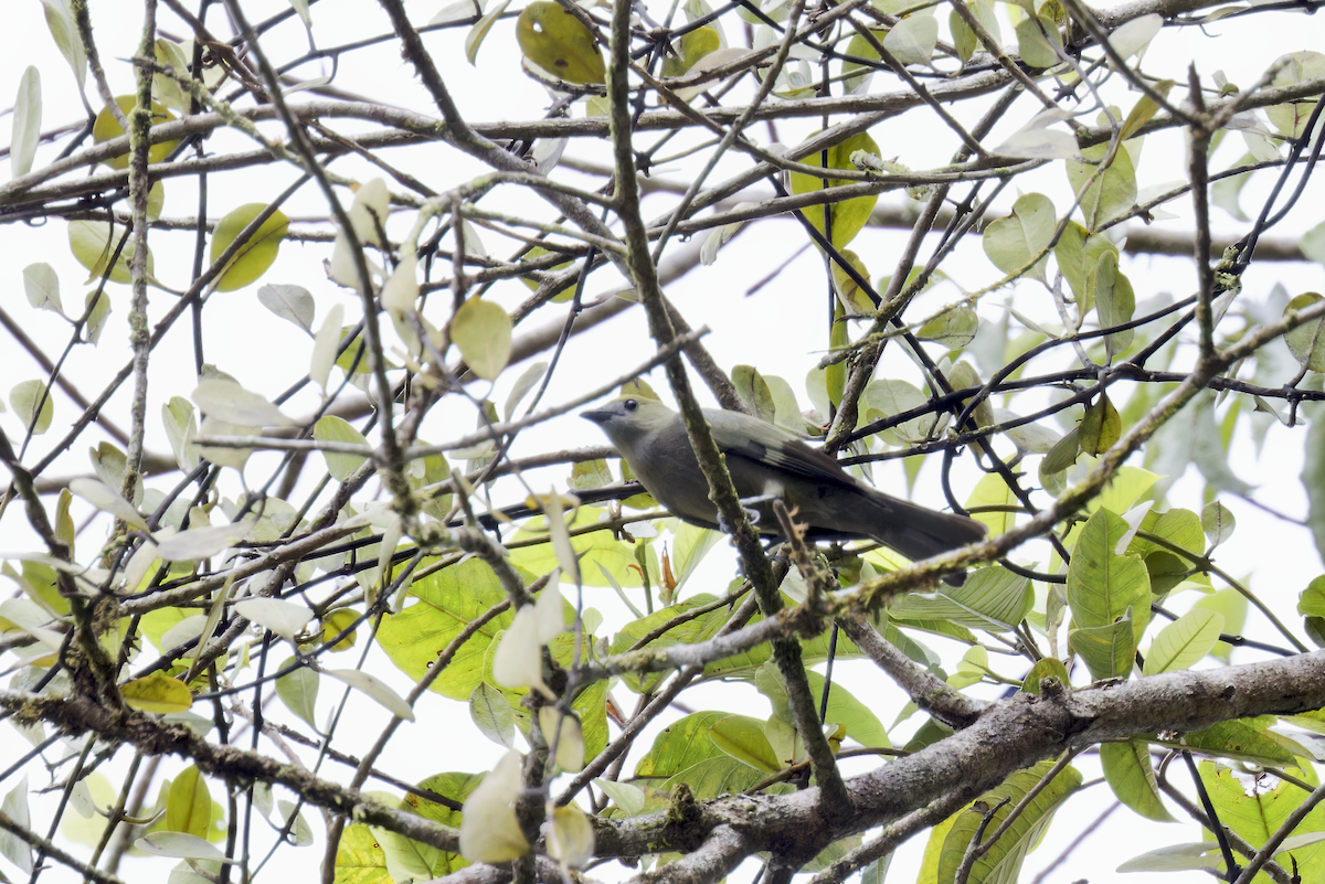 palmetanagar - ML644211749