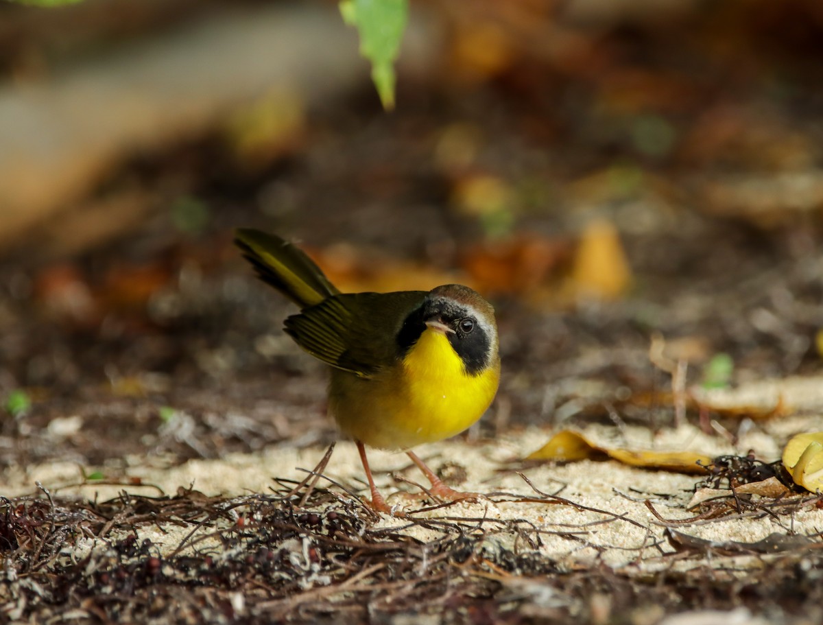 Common Yellowthroat - ML644211751