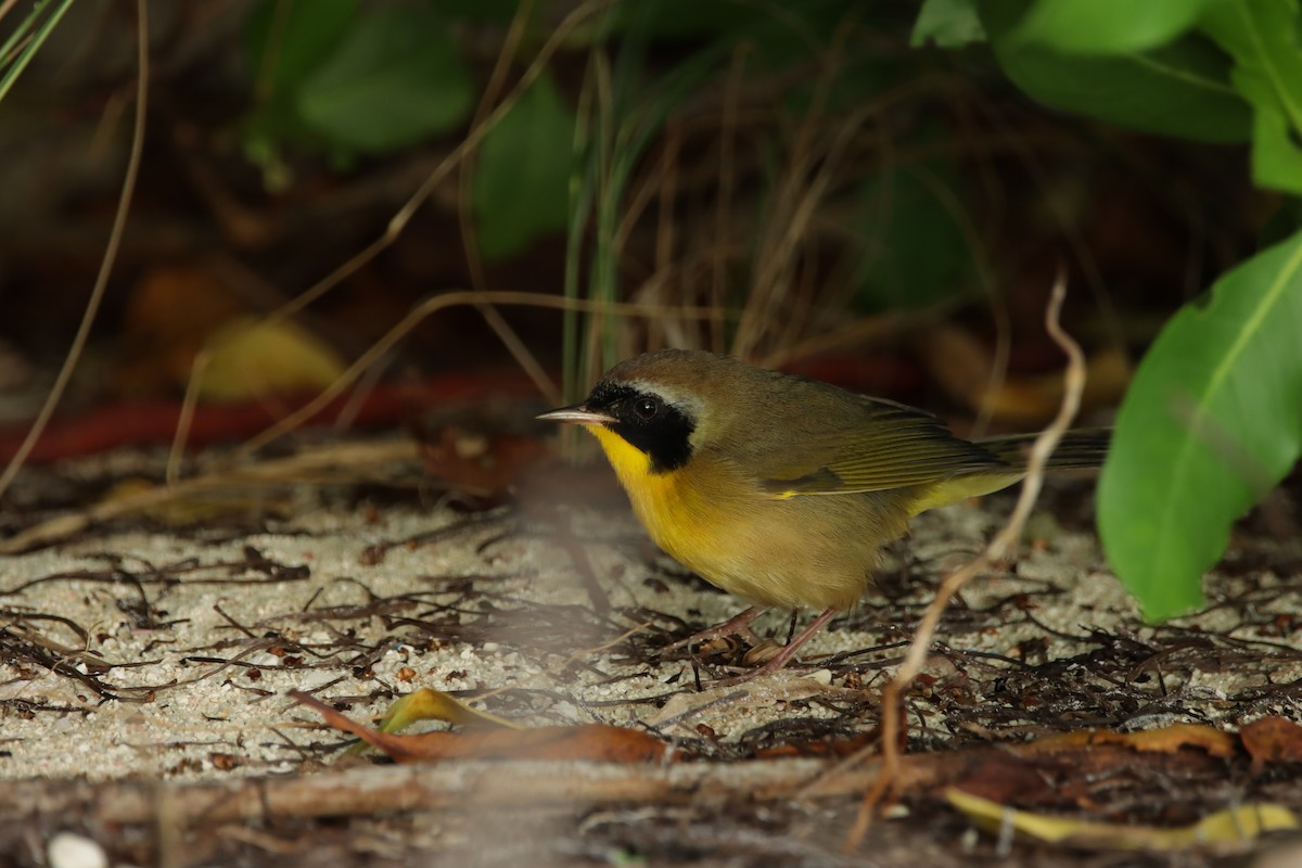 Common Yellowthroat - ML644211752