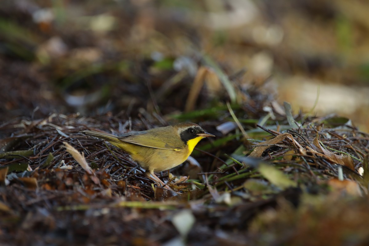 Common Yellowthroat - ML644211753