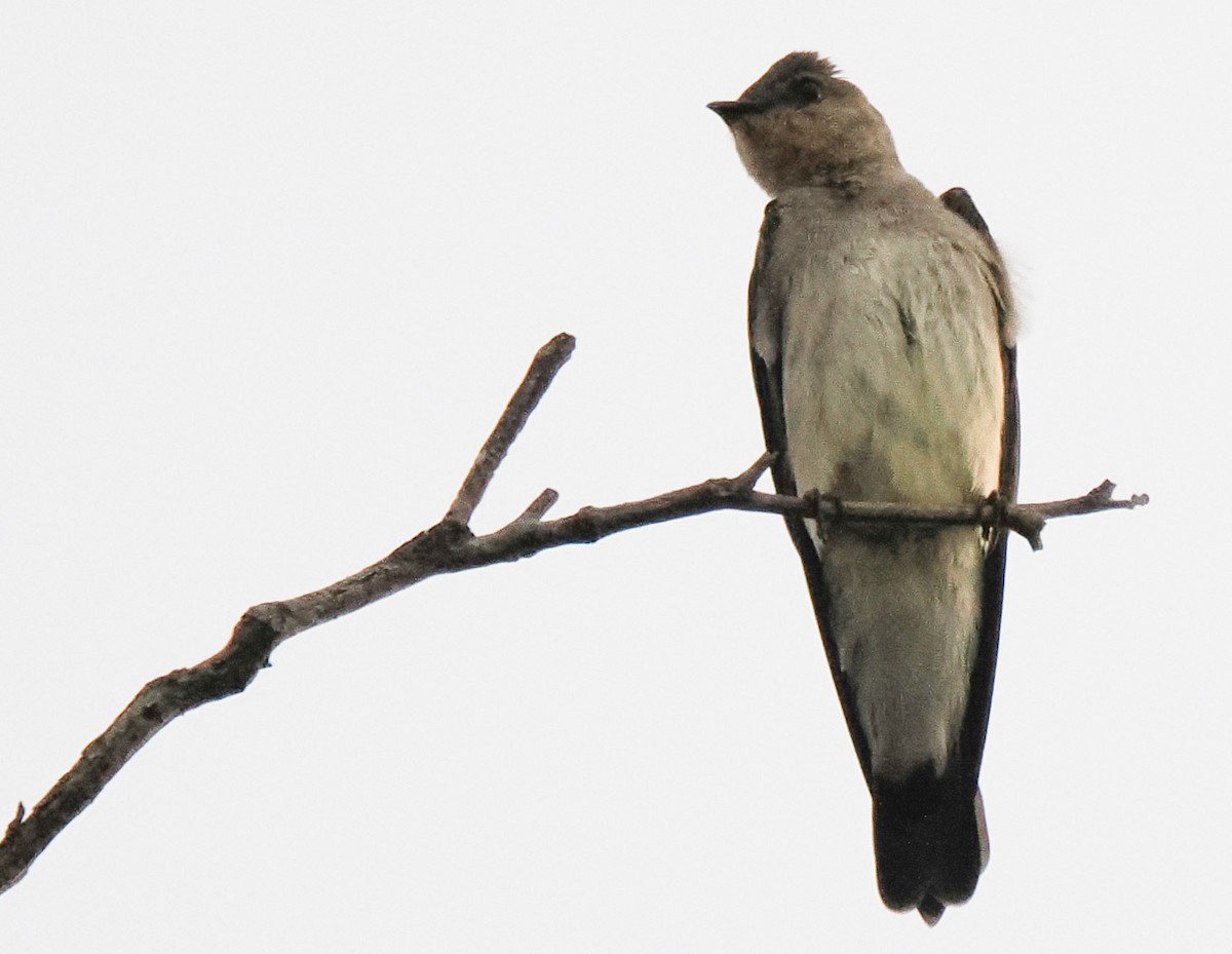 Golondrina Gorjirrufa - ML644211756