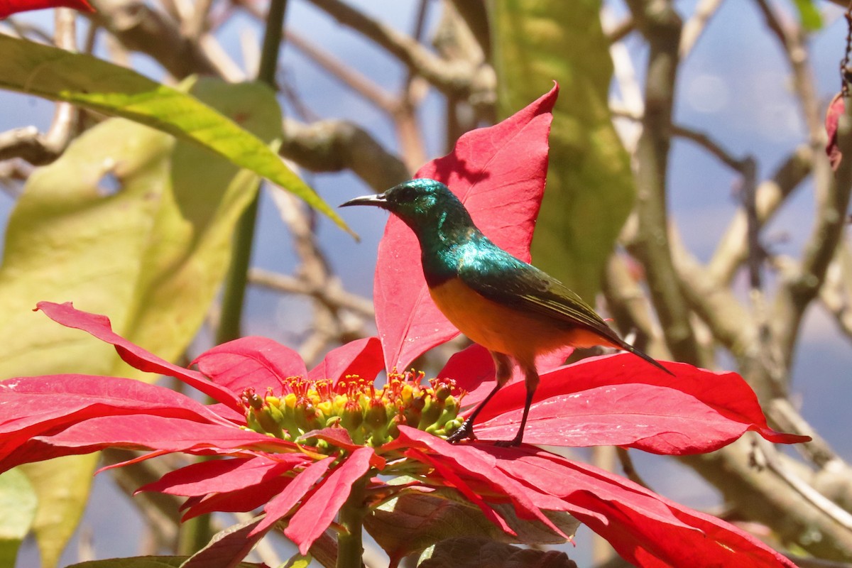 strdimil obojkový - ML644211823