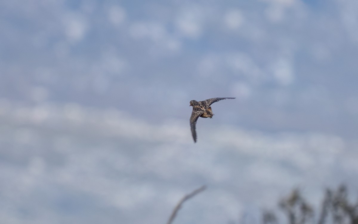 Fynbos Buttonquail - ML644211851