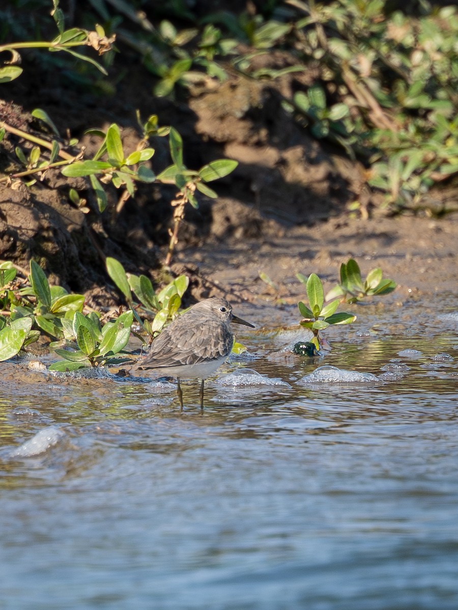 Bécasseau de Temminck - ML644211853