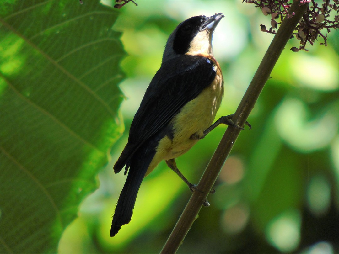 Fawn-breasted Tanager - ML644211870