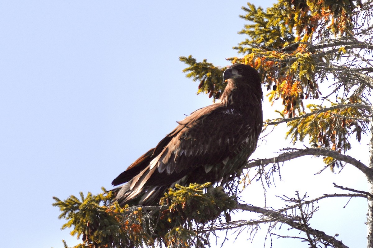 Weißkopf-Seeadler - ML644211898