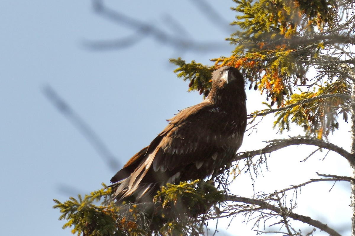Weißkopf-Seeadler - ML644211899