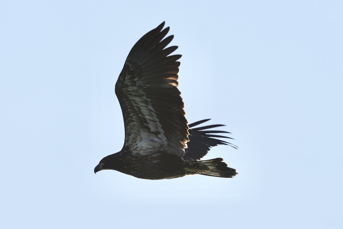 Weißkopf-Seeadler - ML644211900