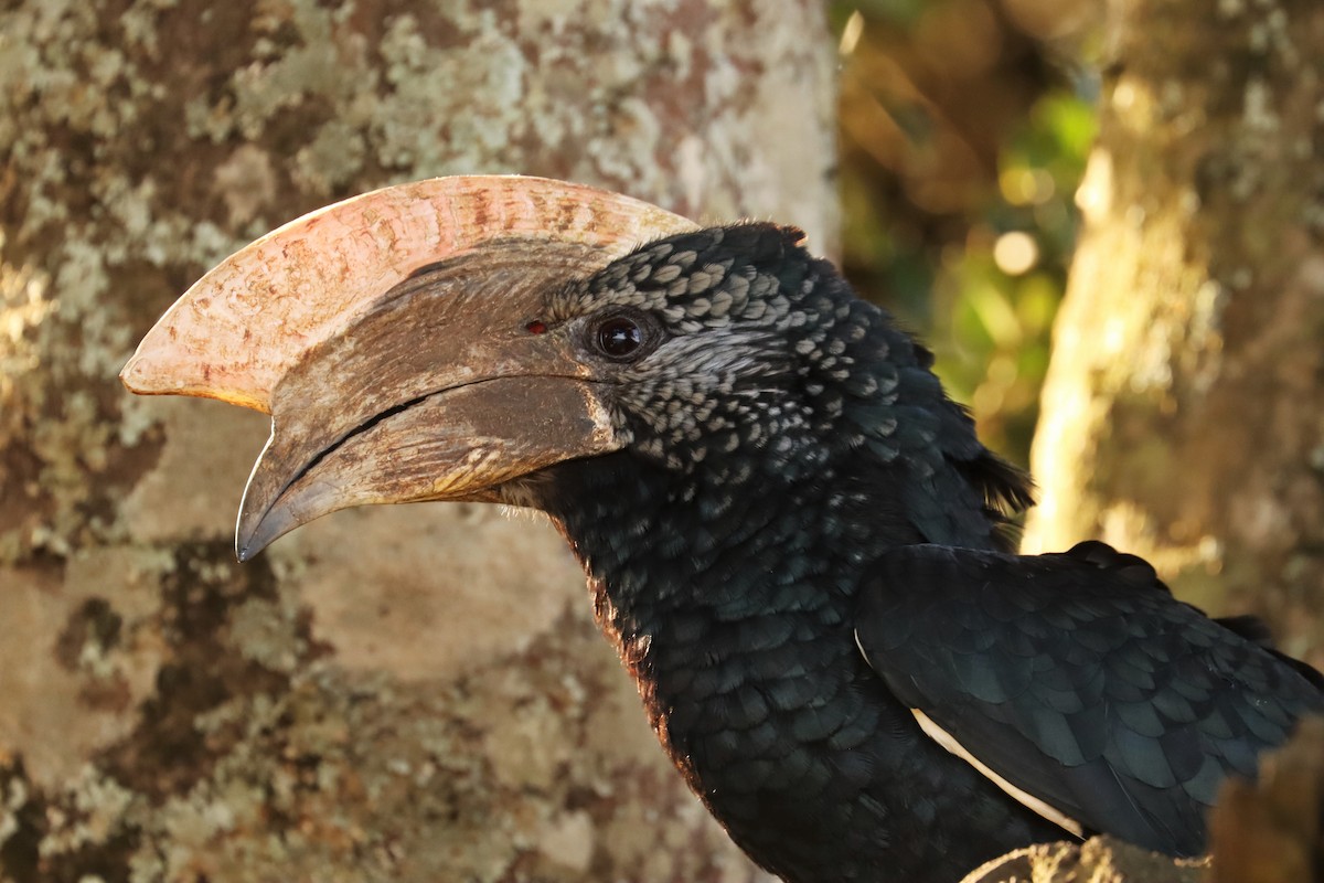 Silberwangen-Hornvogel - ML644211938