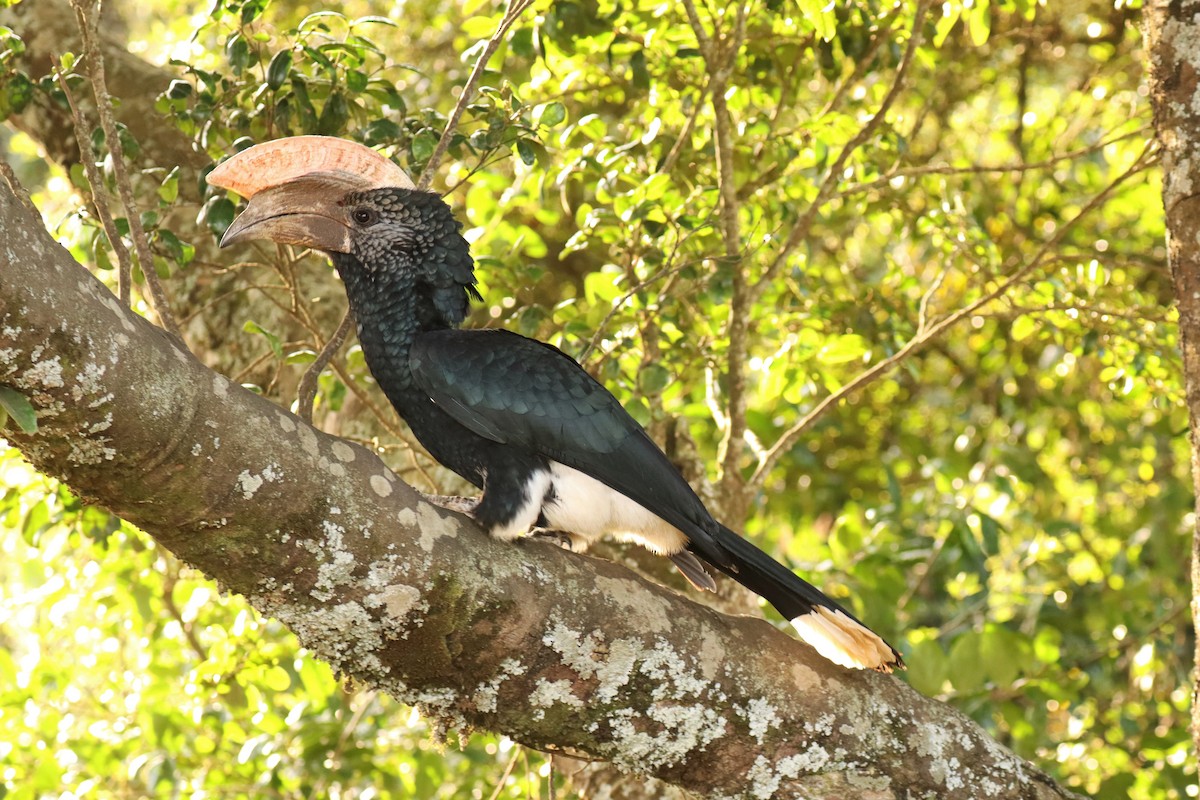 Silberwangen-Hornvogel - ML644211939