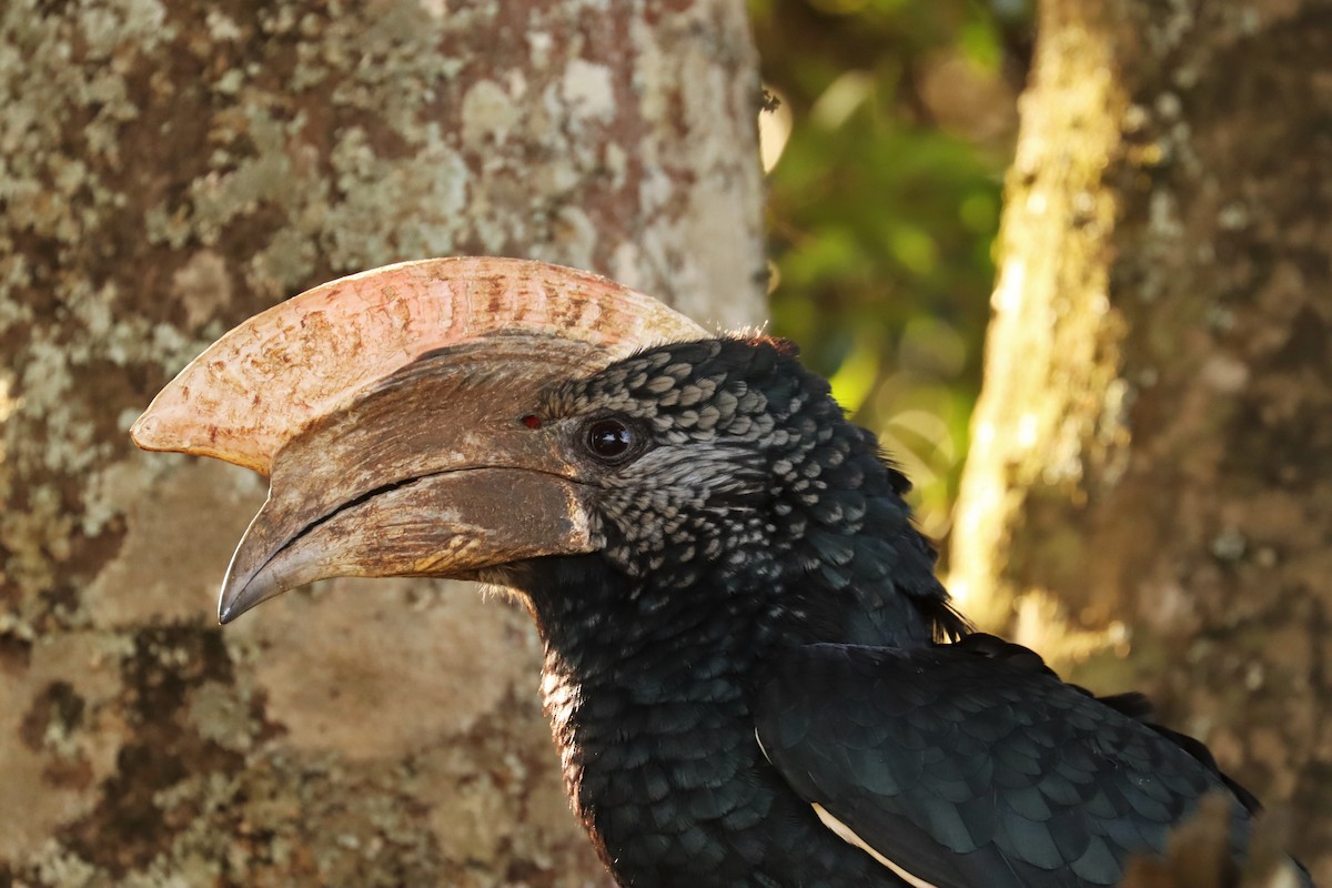 Silberwangen-Hornvogel - ML644211940