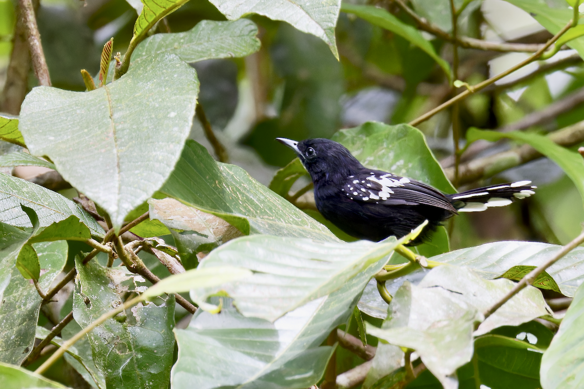 Dot-winged Antwren - ML644211942
