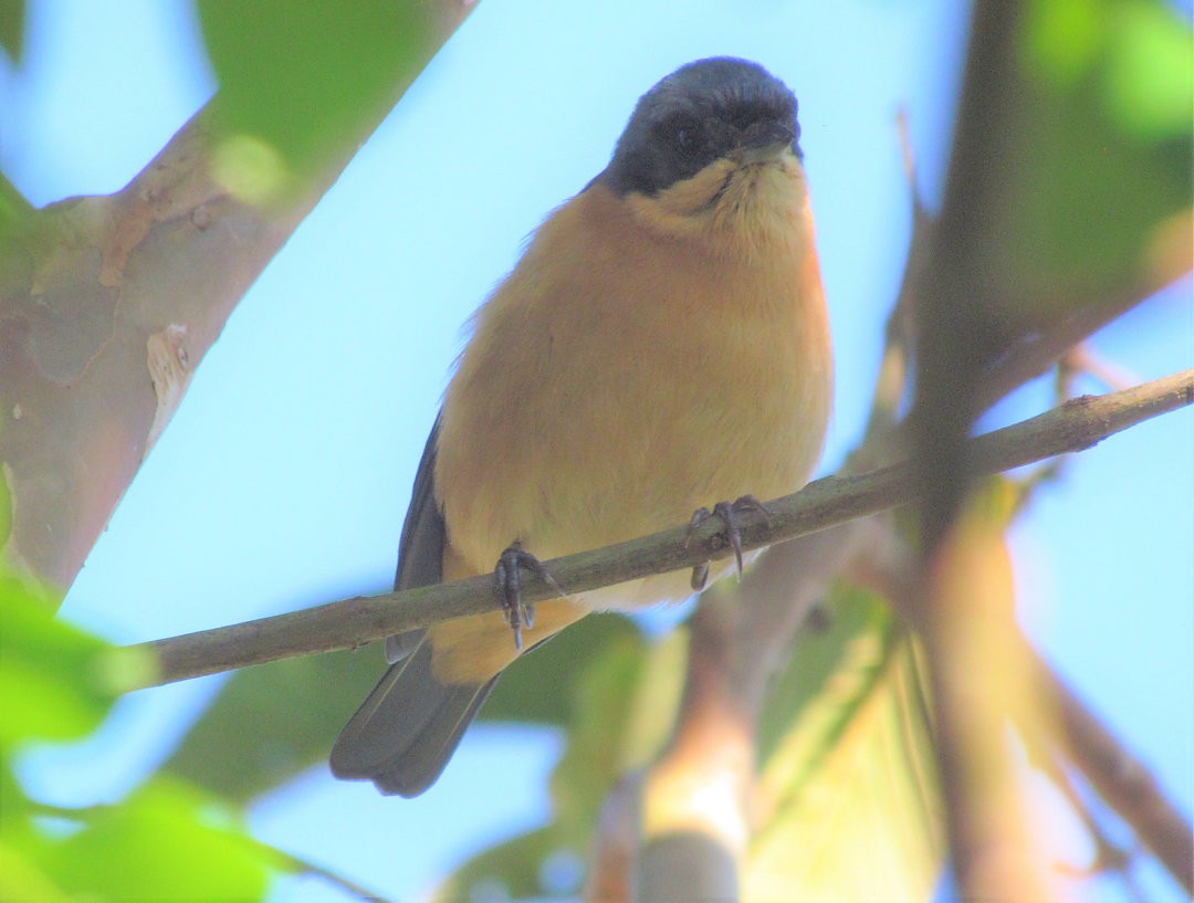 Fawn-breasted Tanager - ML644211943