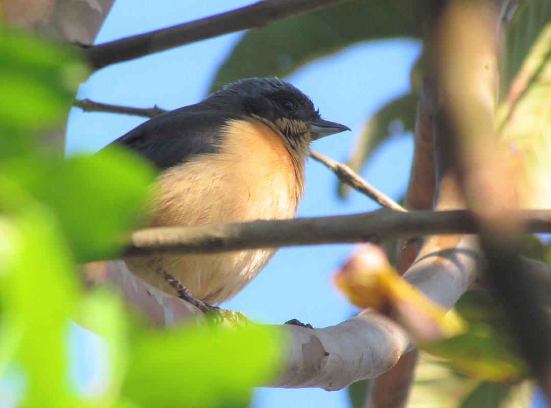 Fawn-breasted Tanager - ML644211944