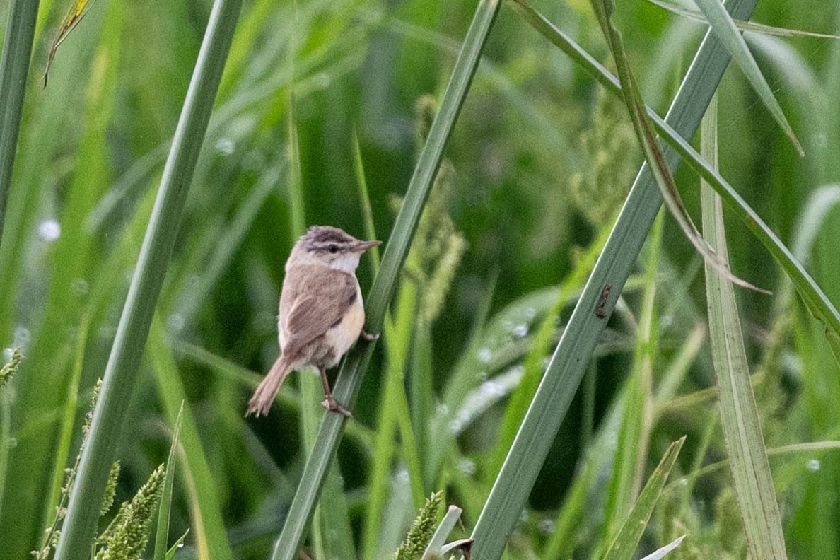 Хээрийн охил бялзуухай - ML644211965