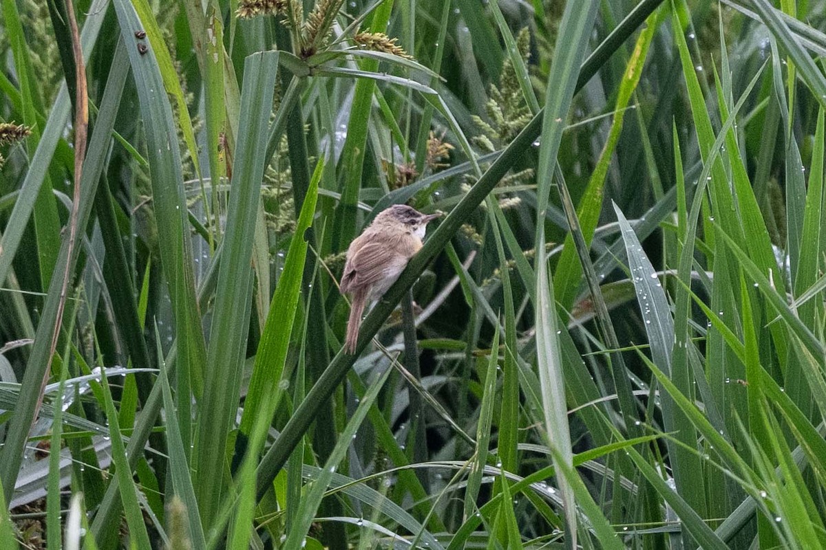 Хээрийн охил бялзуухай - ML644211966