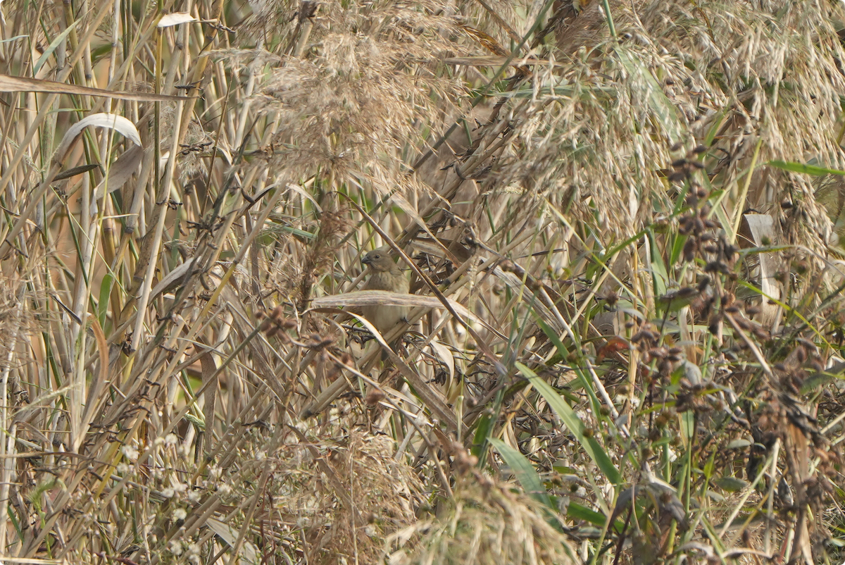 Camachuelo Carminoso - ML644211976