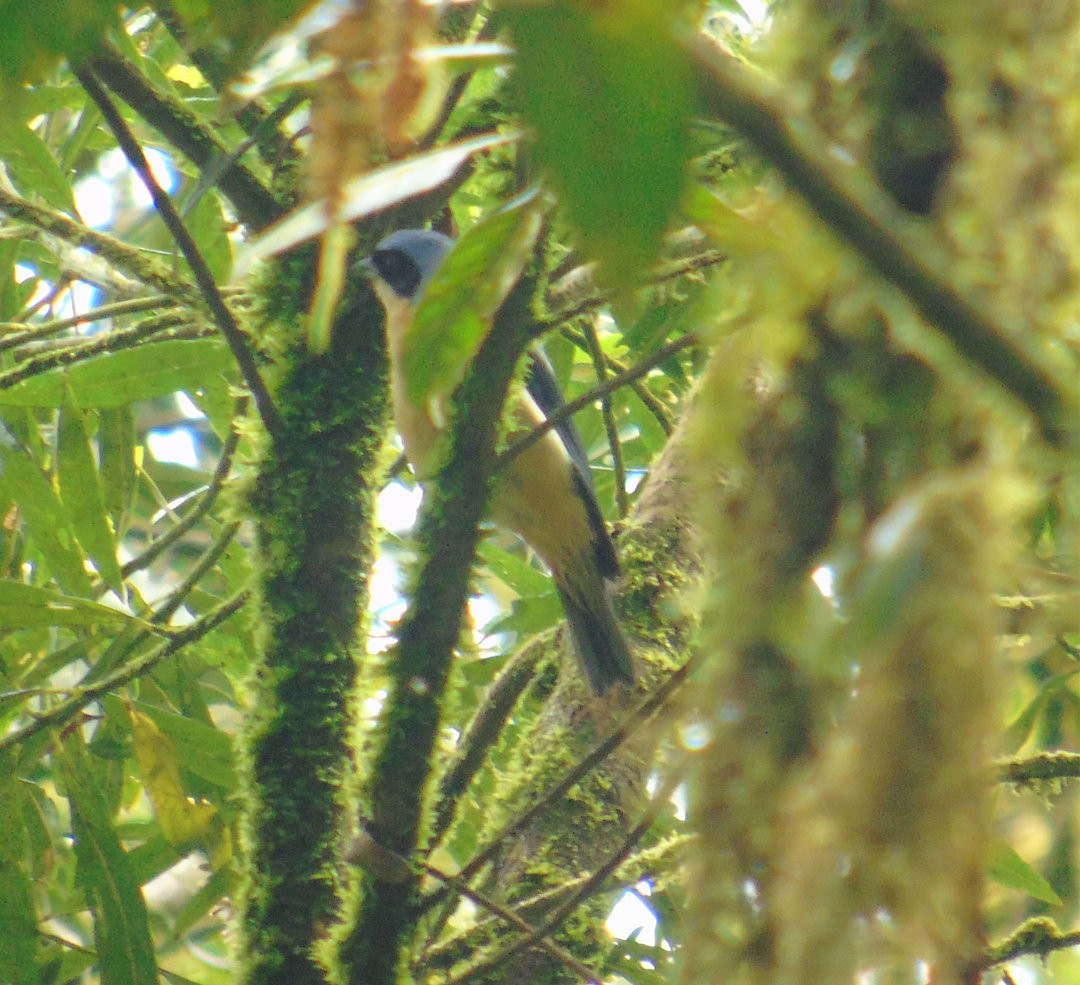 Fawn-breasted Tanager - ML644211978