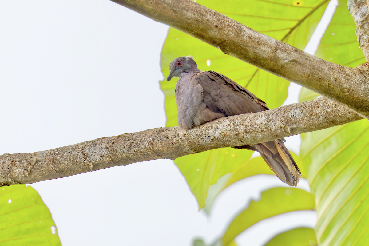 ウスグロバト - ML644211979