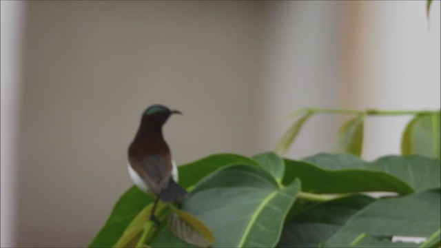 strdimil srílanský - ML644211980