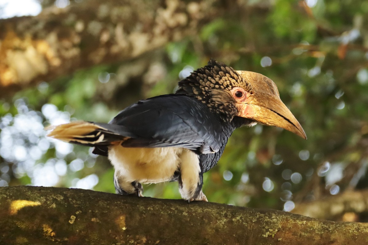 Silberwangen-Hornvogel - ML644211983