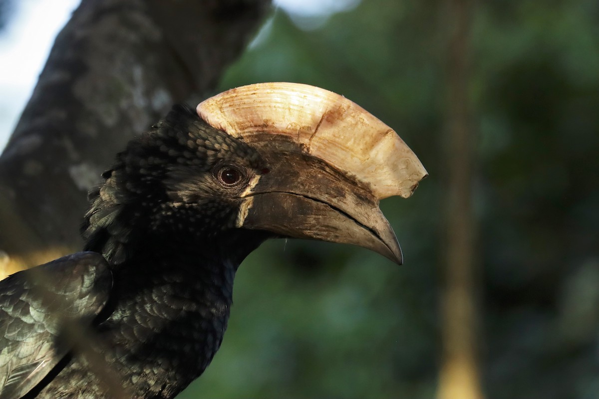 Silberwangen-Hornvogel - ML644211984