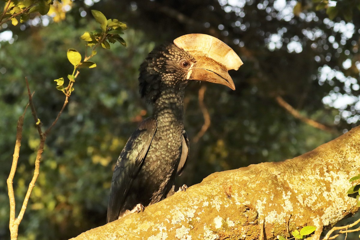 Silberwangen-Hornvogel - ML644211985