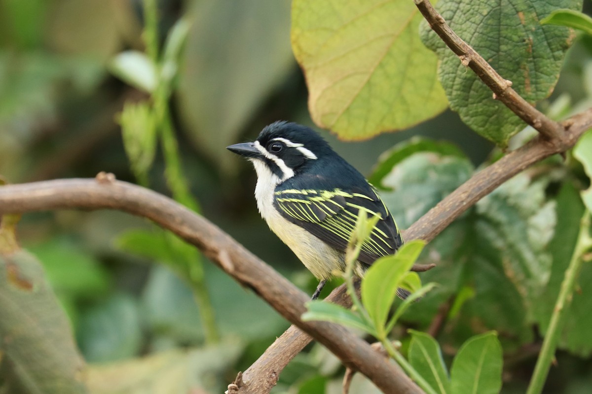 Küçük Maskeli Cüce Barbet - ML644211987