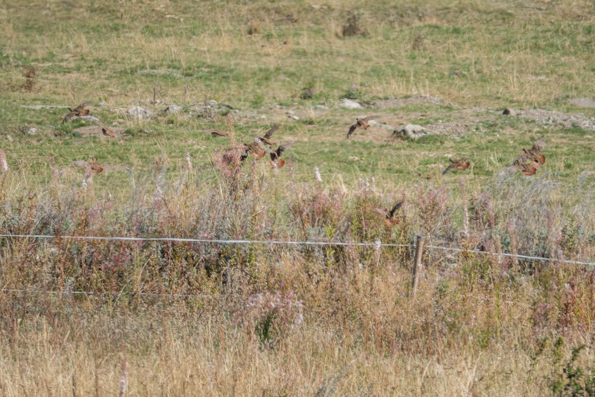 rapphøne - ML644211988
