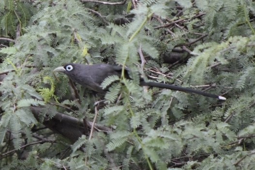 Blue-faced Malkoha - ML644212002