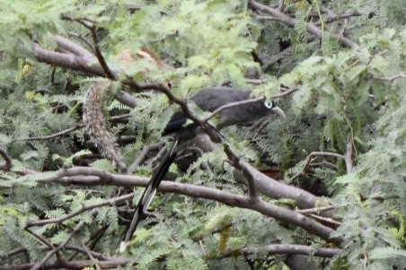Blue-faced Malkoha - ML644212003