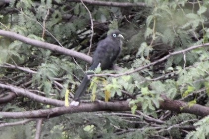 Blue-faced Malkoha - ML644212004