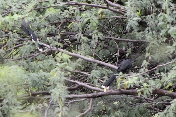 Blue-faced Malkoha - ML644212005