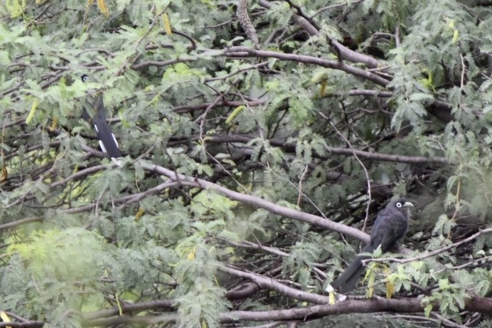 Blue-faced Malkoha - ML644212006