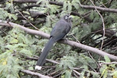 Blue-faced Malkoha - ML644212007