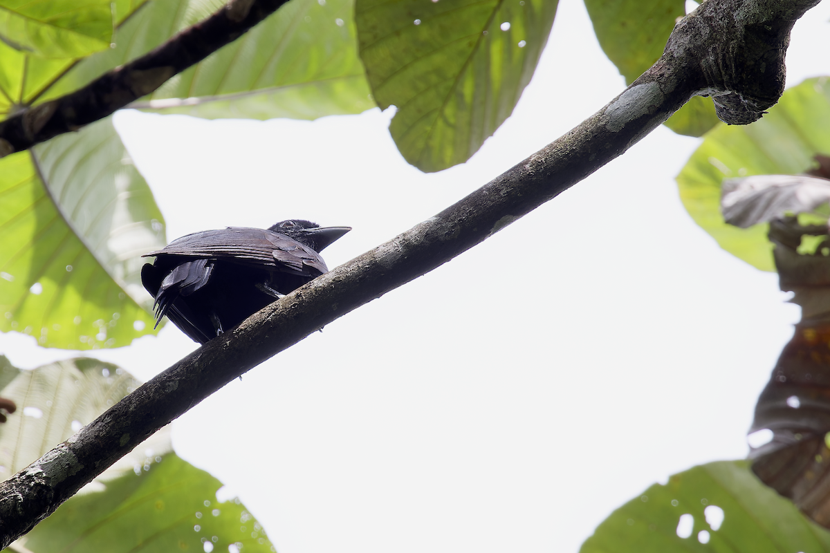 Purple-throated Fruitcrow - ML644212011