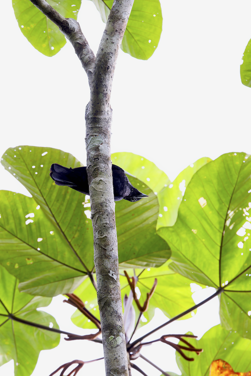 Purple-throated Fruitcrow - ML644212012