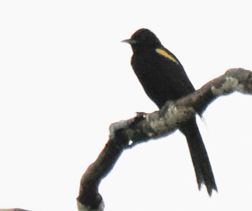 Epaulet Oriole - ML644212015