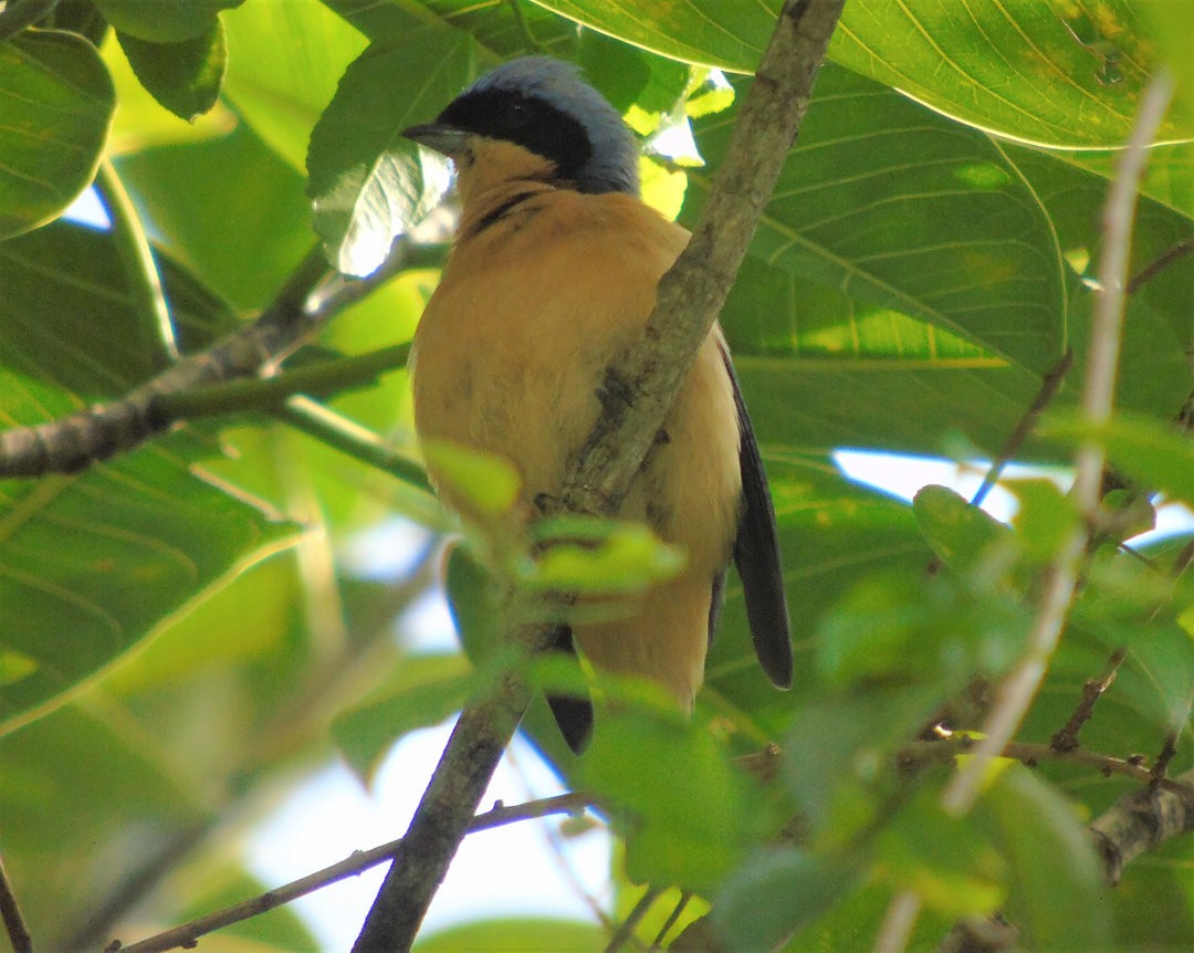 Fawn-breasted Tanager - ML644212022