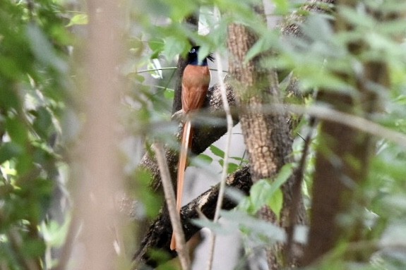 Indian Paradise-Flycatcher - ML644212024