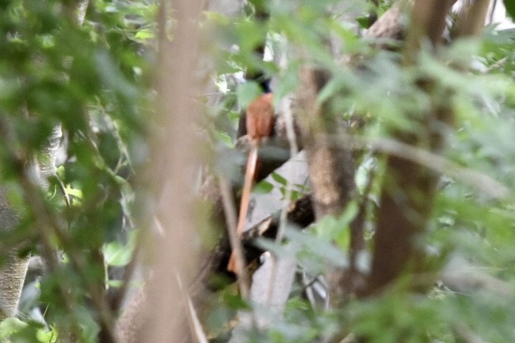 Indian Paradise-Flycatcher - ML644212025