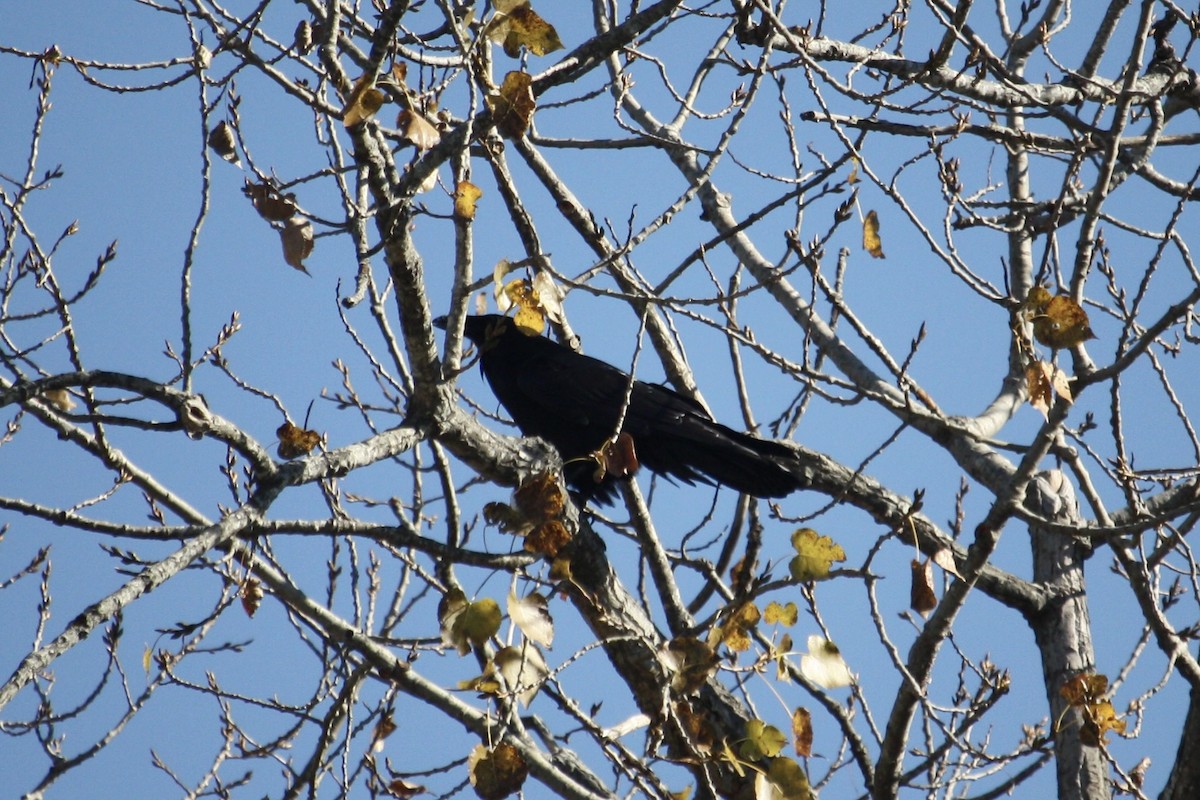 krkavec velký - ML644212026