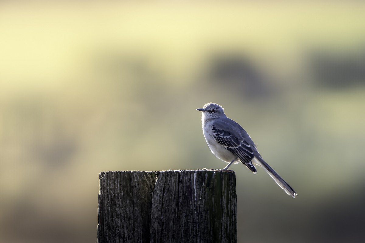 Northern Mockingbird - ML644212028