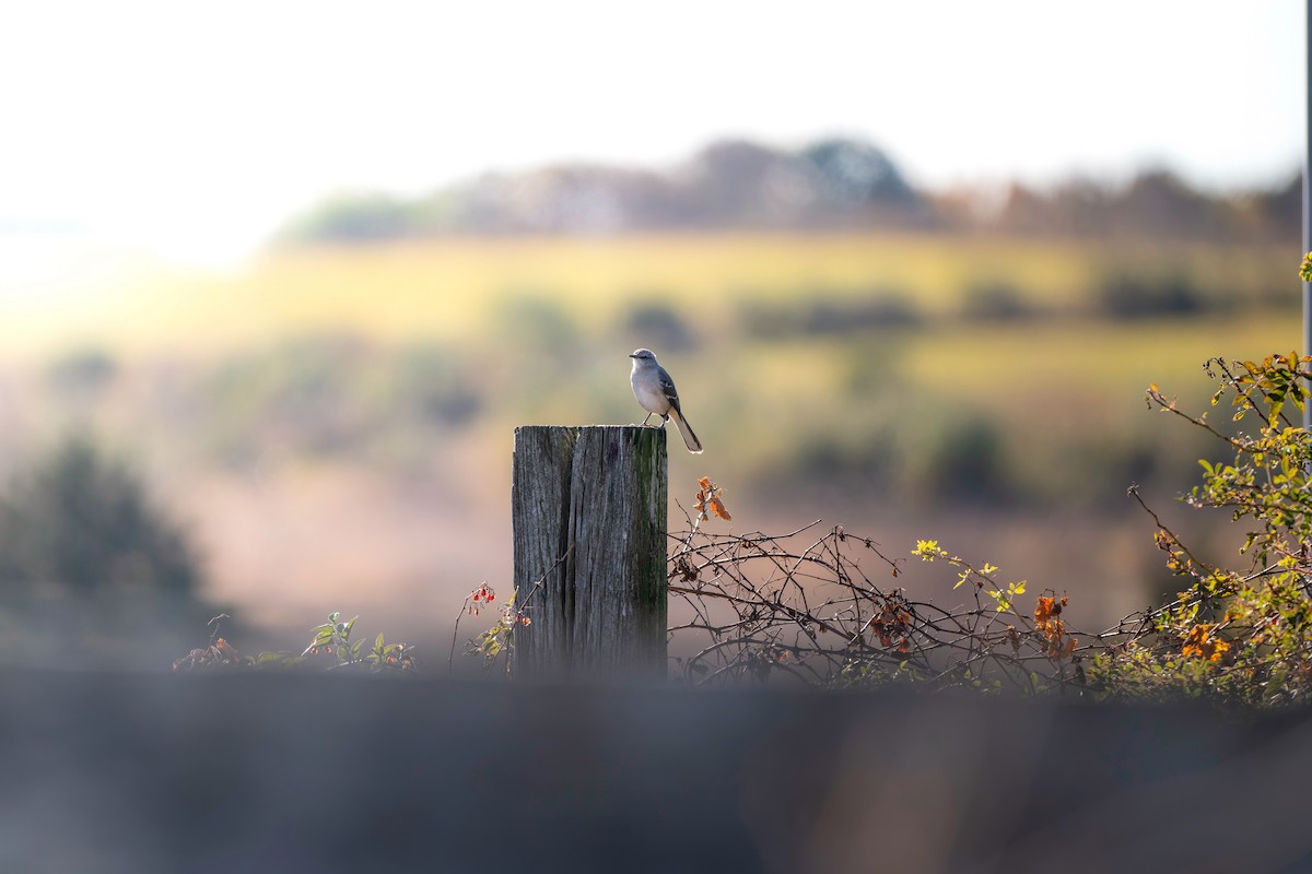Northern Mockingbird - ML644212029