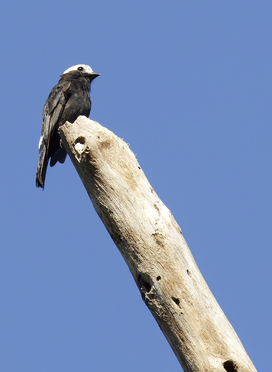 Moucherolle à longs brins - ML644212030